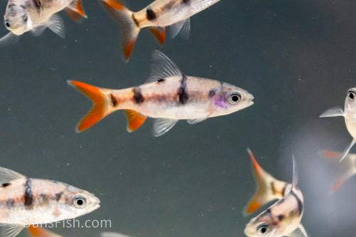 Arulius Barb