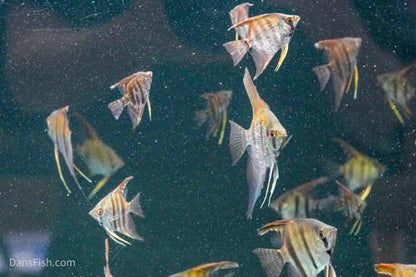 Assorted Angelfish