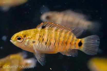 Badis badis