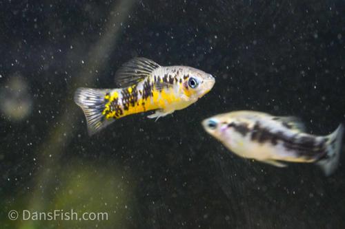 Banded Cuban Limia, Pair (1M1F)