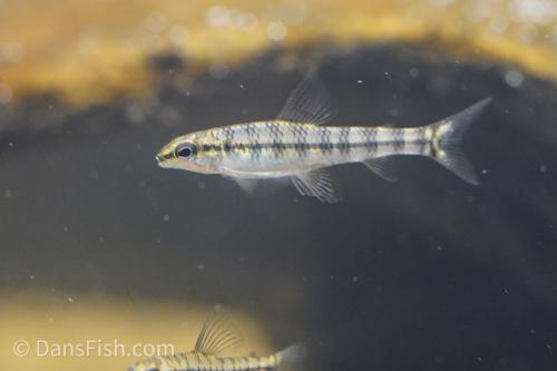 Banded Darter Tetra
