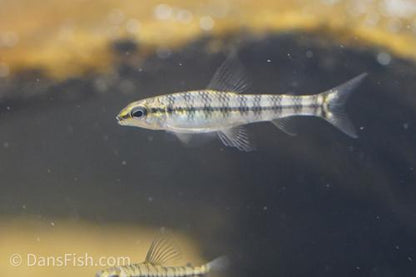Banded Darter Tetra