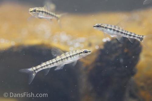 Banded Darter Tetra