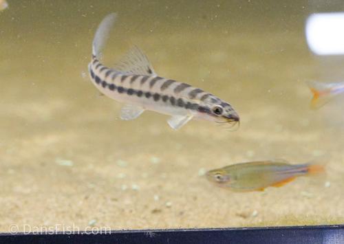 Banded Loach