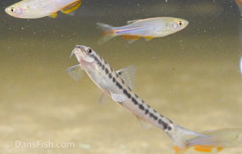 Banded Loach
