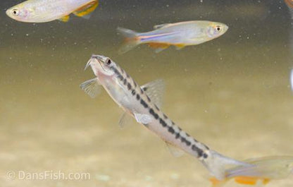 Banded Loach