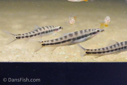 Banded Loach