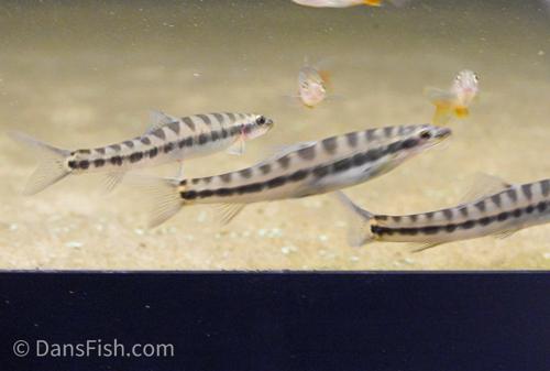 Banded Loach