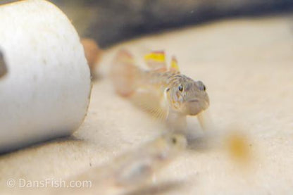 Bar Cheek Goby