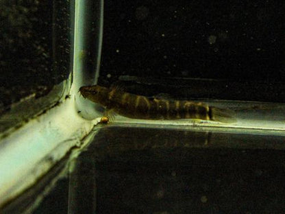 Barred Loach