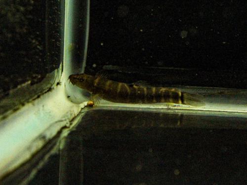 Barred Loach