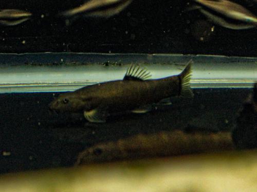 Barred Loach
