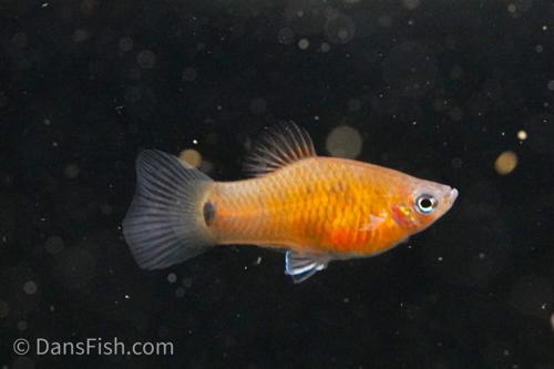 Belize Purple Platy, Male