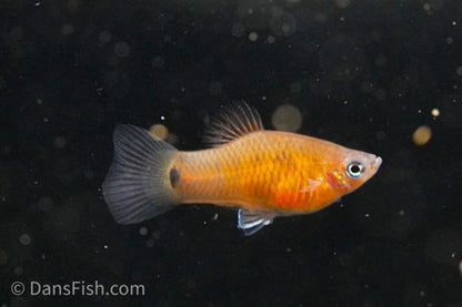 Belize Purple Platy, Male