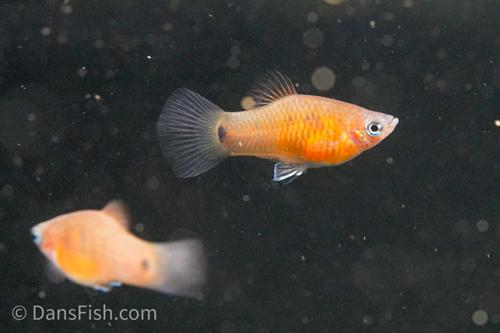 Belize Purple Platy, Male
