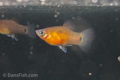Belize Purple Platy, Male