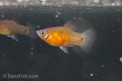 Belize Purple Platy, Male