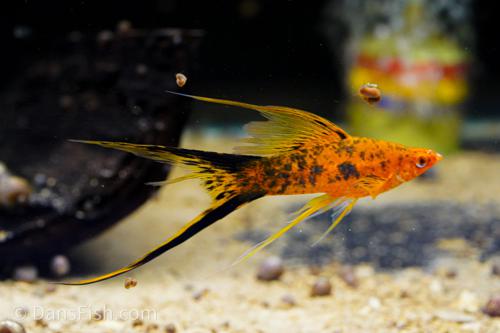 Berlin Lyretail Swordtail, Female