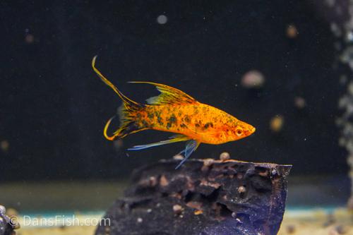 Berlin Lyretail Swordtail, Female
