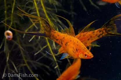 Berlin Lyretail Swordtail, Female