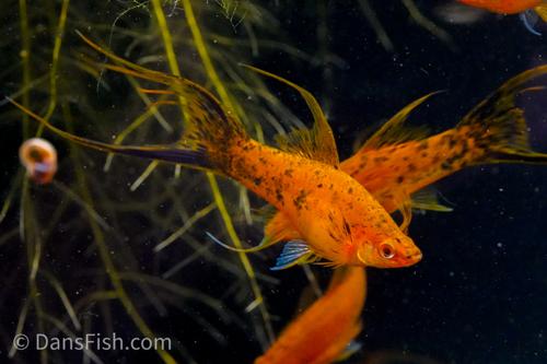 Berlin Lyretail Swordtail, Female