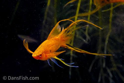 Berlin Lyretail Swordtail, Female