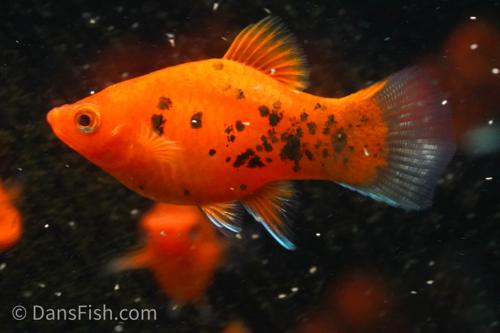 Berlin Platy