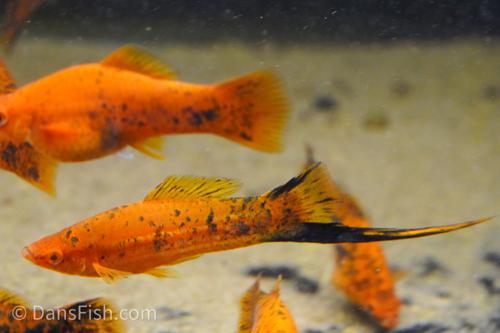 Berlin Swordtail