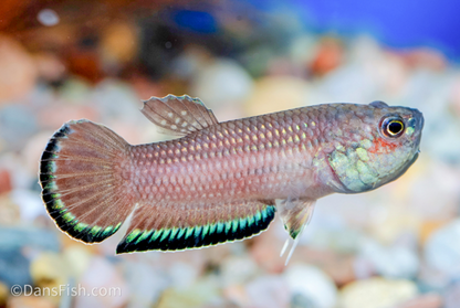 Betta falx