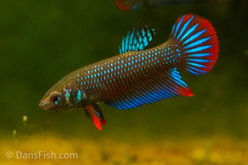 Crescent Betta, Pair (1M1F)