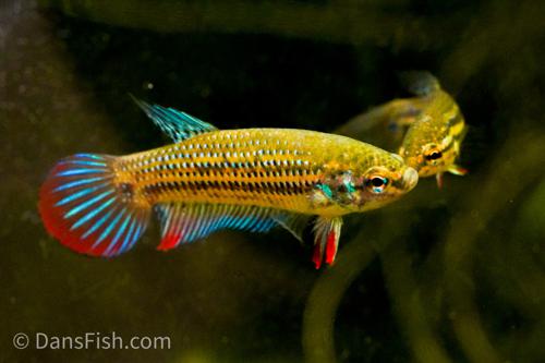 Crescent Betta, Pair (1M1F)