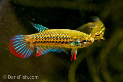Crescent Betta, Pair (1M1F)