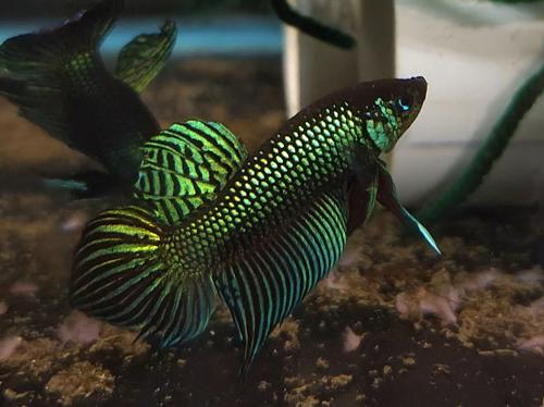 Betta mahachaensis, Pair (1M1F)