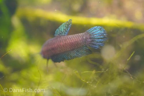Betta miniopina "Riau"