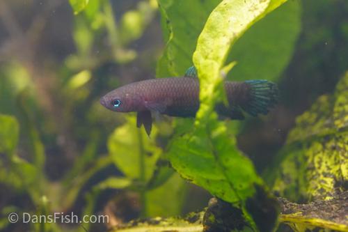 Betta miniopina "Riau"