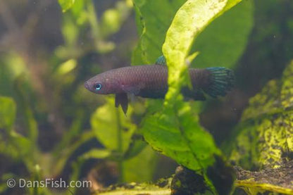 Betta miniopina "Riau"