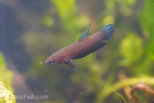 Betta miniopina "Riau"