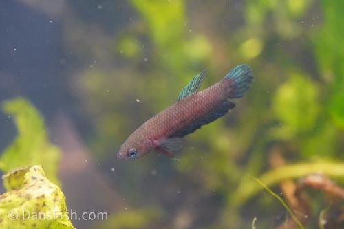 Betta miniopina "Riau"