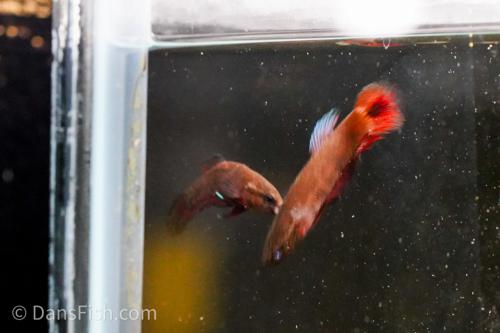 Betta persephone