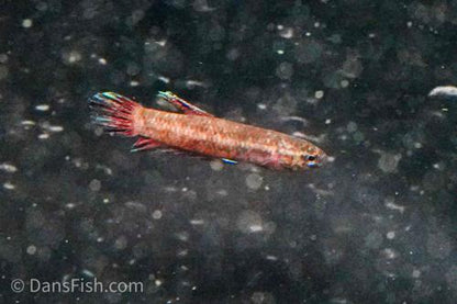 Betta persephone