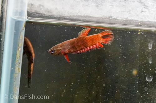 Betta persephone