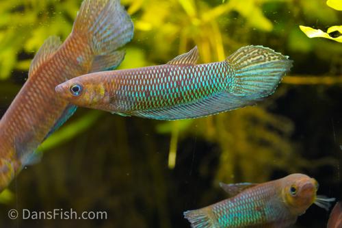 Betta simorum