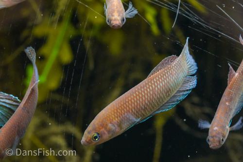 Betta simorum