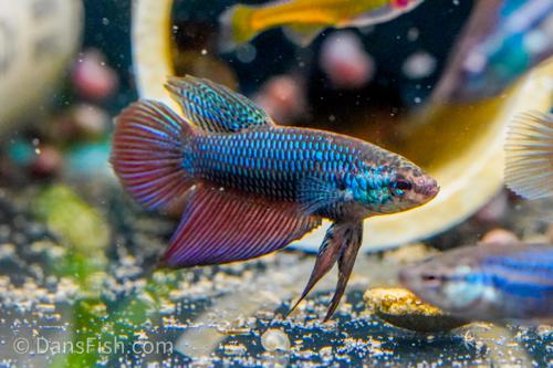 Betta stiktos, Pair (1M1F)