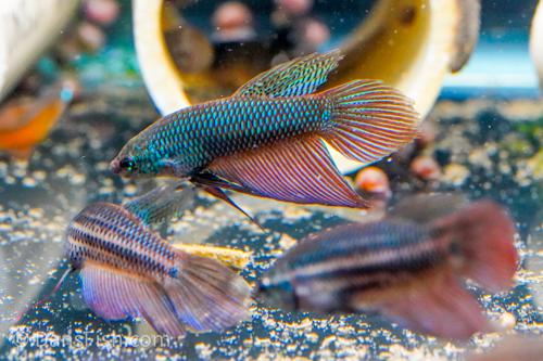 Betta stiktos, Pair (1M1F)
