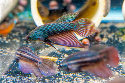 Betta stiktos, Pair (1M1F)