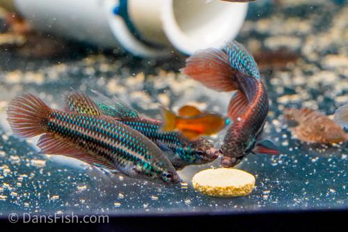 Betta stiktos, Pair (1M1F)