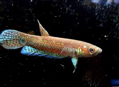 Betta unimaculata 'Ancam'