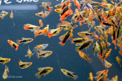Bird of Paradise Platy