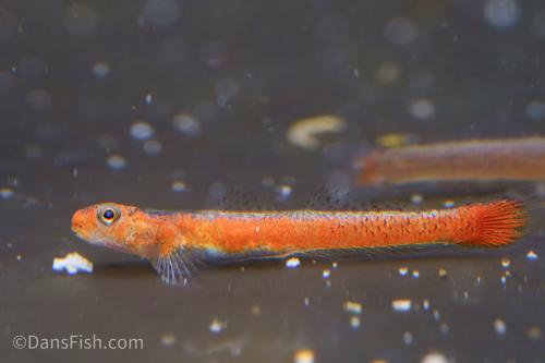 Birdsong Goby
